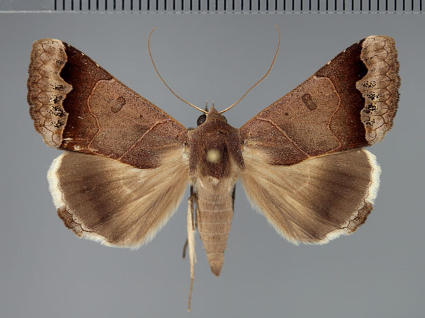 /filer/webapps/moths/media/images/M/mejanesi_Ophiusa_A_Fiebig.jpg