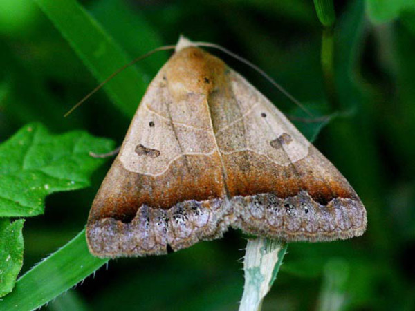 /filer/webapps/moths/media/images/M/mejanesi_Ophiusa_A_Goff_01.jpg