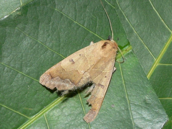 /filer/webapps/moths/media/images/M/mejanesi_Ophiusa_A_Goff_02.jpg
