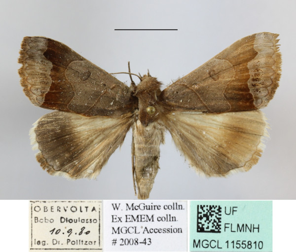/filer/webapps/moths/media/images/M/mejanesi_Ophiusa_A_MGCLa_01.jpg