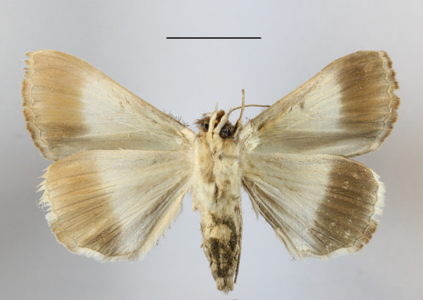/filer/webapps/moths/media/images/M/mejanesi_Ophiusa_A_MGCLb_01.jpg