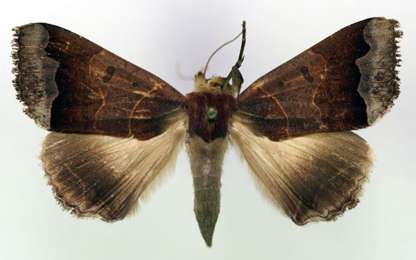 /filer/webapps/moths/media/images/M/mejanesi_Ophiusa_A_RMCA.jpg