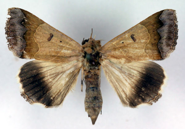/filer/webapps/moths/media/images/M/mejanesi_Ophiusa_A_RMCA_01.jpg