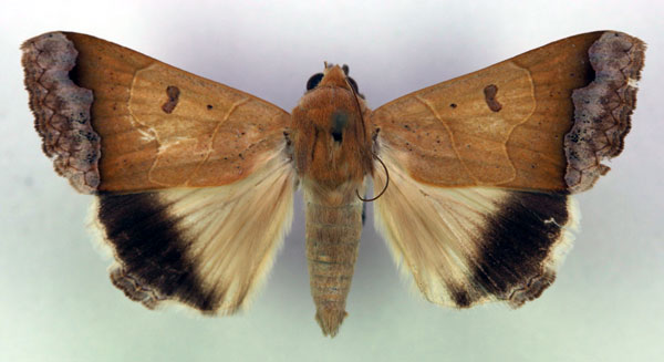 /filer/webapps/moths/media/images/M/mejanesi_Ophiusa_A_RMCA_02.jpg