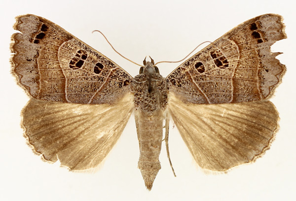 /filer/webapps/moths/media/images/M/melaconisia_Ophiusa_AF_TMSA_01.jpg
