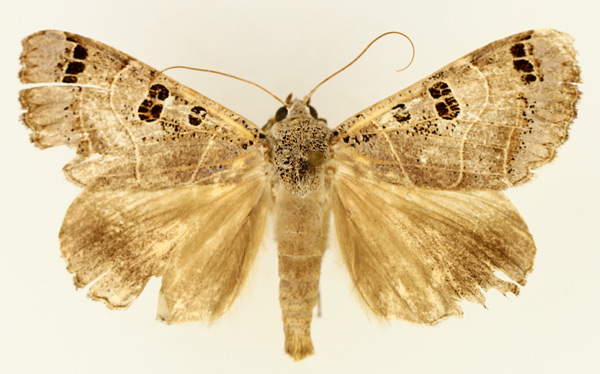 /filer/webapps/moths/media/images/M/melaconisia_Ophiusa_AM_TMSA_01.jpg