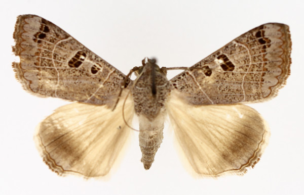 /filer/webapps/moths/media/images/M/melaconisia_Ophiusa_AM_TMSA_02.jpg