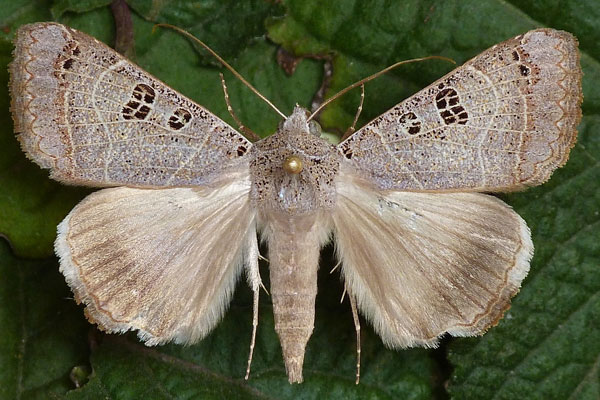 /filer/webapps/moths/media/images/M/melaconisia_Ophiusa_A_Butler.jpg