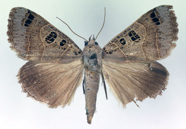 /filer/webapps/moths/media/images/M/melaconisia_Ophiusa_A_RMCA.jpg