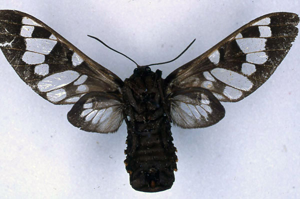 /filer/webapps/moths/media/images/M/melaena_Balacra_HT_BMNH_02.jpg