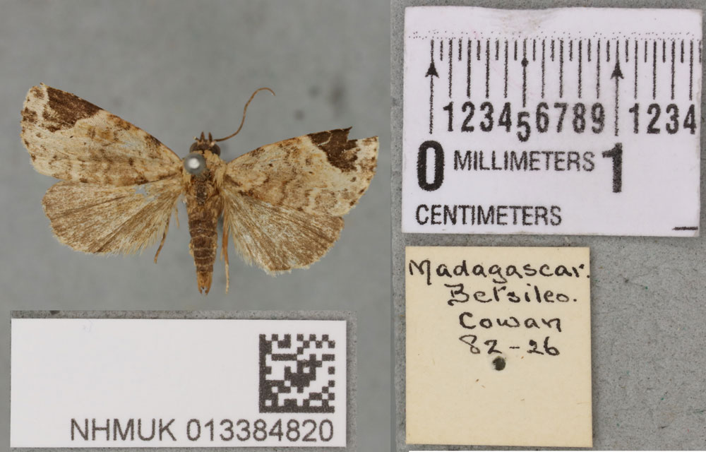 /filer/webapps/moths/media/images/M/melagona_Ozarba_STM_BMNH_02a.jpg