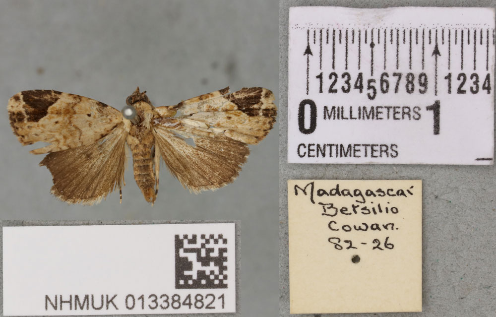 /filer/webapps/moths/media/images/M/melagona_Ozarba_STM_BMNH_03a.jpg