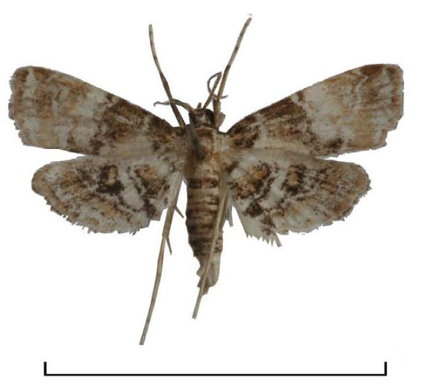 /filer/webapps/moths/media/images/M/melagynalis_Elophila_AM_Agassiz.jpg