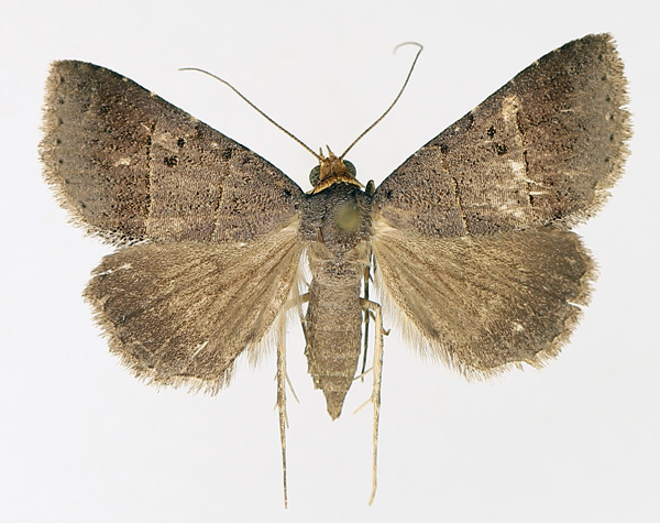 /filer/webapps/moths/media/images/M/melalepis_Plecoptera_AF_TMSA_01.jpg