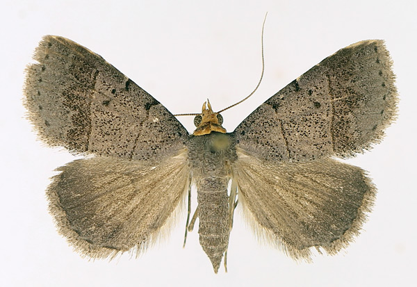 /filer/webapps/moths/media/images/M/melalepis_Plecoptera_AF_TMSA_02.jpg