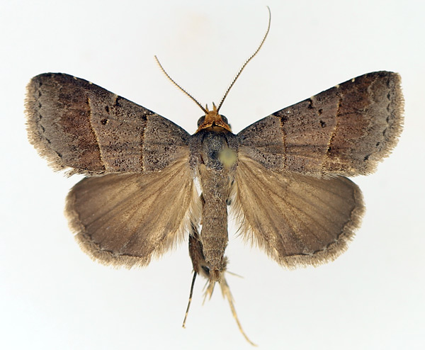 /filer/webapps/moths/media/images/M/melalepis_Plecoptera_AM_TMSA_01.jpg