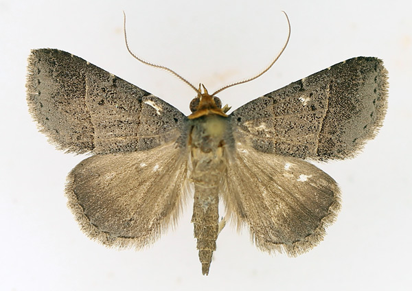 /filer/webapps/moths/media/images/M/melalepis_Plecoptera_AM_TMSA_02.jpg