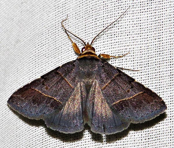/filer/webapps/moths/media/images/M/melalepis_Plecoptera_A_Braun_09.jpg