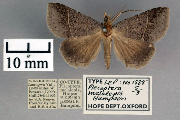 /filer/webapps/moths/media/images/M/melalepis_Plecoptera_STM_OUMNH_01.jpg