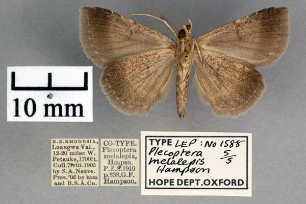 /filer/webapps/moths/media/images/M/melalepis_Plecoptera_STM_OUMNH_02.jpg