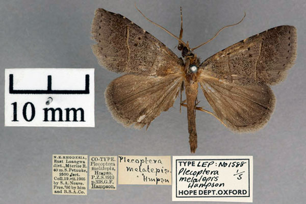 /filer/webapps/moths/media/images/M/melalepis_Plecoptera_ST_OUMNH_01.jpg