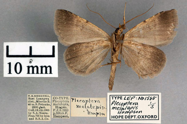 /filer/webapps/moths/media/images/M/melalepis_Plecoptera_ST_OUMNH_02.jpg