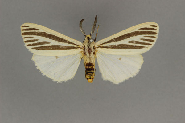 /filer/webapps/moths/media/images/M/melaleuca_Acantharctia_HT_BMNH.jpg
