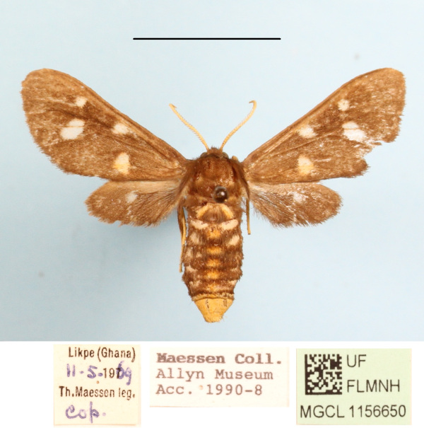 /filer/webapps/moths/media/images/M/melaleuca_Anapisa_AF_MGCLa_02.JPG