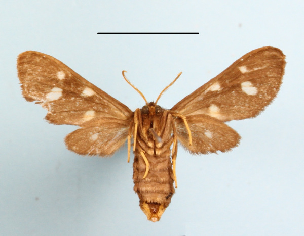 /filer/webapps/moths/media/images/M/melaleuca_Anapisa_AF_MGCLb_02.JPG