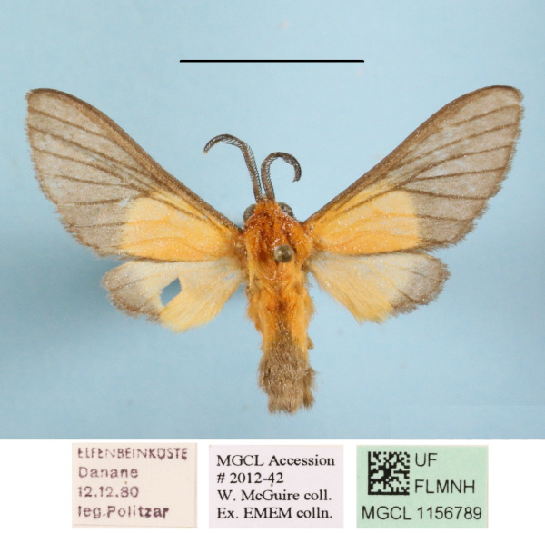/filer/webapps/moths/media/images/M/melaleuca_Anapisa_AM_MGCLa_01.JPG