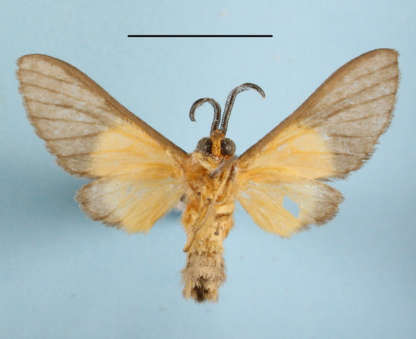 /filer/webapps/moths/media/images/M/melaleuca_Anapisa_AM_MGCLb_01.JPG
