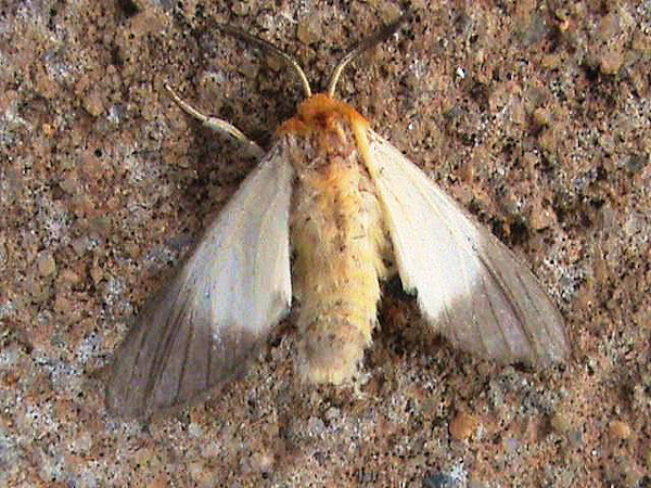 /filer/webapps/moths/media/images/M/melaleuca_Anapisa_A_Guyonnet.jpg