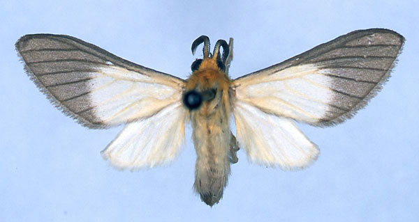 /filer/webapps/moths/media/images/M/melaleuca_Anapisa_HT_CMP_01.jpg