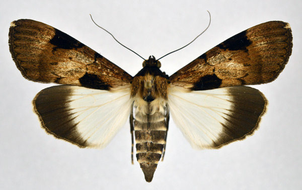 /filer/webapps/moths/media/images/M/melaleuca_Audea_A_NHMO_01.jpg