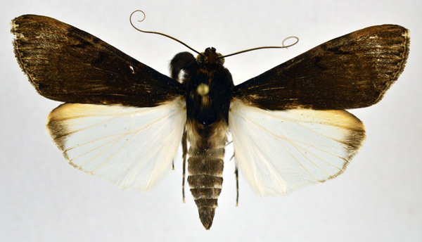 /filer/webapps/moths/media/images/M/melaleuca_Audea_A_NHMO_02.jpg