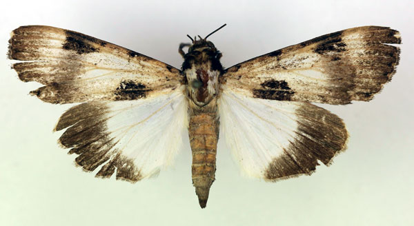 /filer/webapps/moths/media/images/M/melaleuca_Audea_A_RMCA.jpg