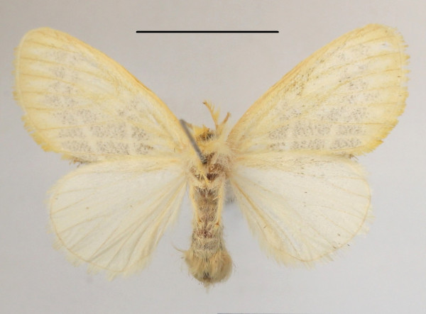 /filer/webapps/moths/media/images/M/melaleuca_Euproctis_AF_MGCLb_01.JPG
