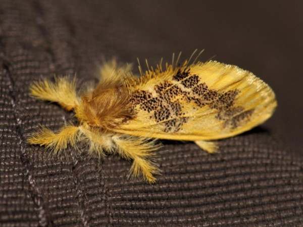 /filer/webapps/moths/media/images/M/melaleuca_Euproctis_A_Grimm.jpg