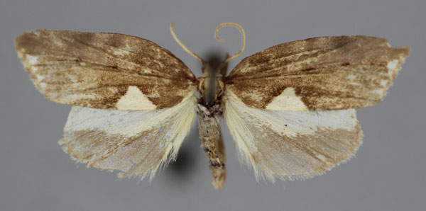 /filer/webapps/moths/media/images/M/melaleuca_Mimulosia_A_BMNH.jpg