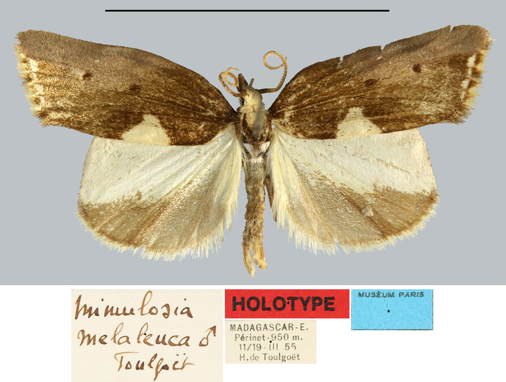 /filer/webapps/moths/media/images/M/melaleuca_Mimulosia_HT_MNHNa.jpg