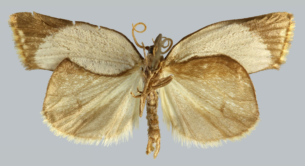 /filer/webapps/moths/media/images/M/melaleuca_Mimulosia_HT_MNHNb.jpg