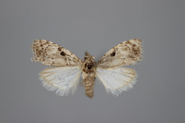 /filer/webapps/moths/media/images/M/melalopha_Nola_A_BMNH.jpg