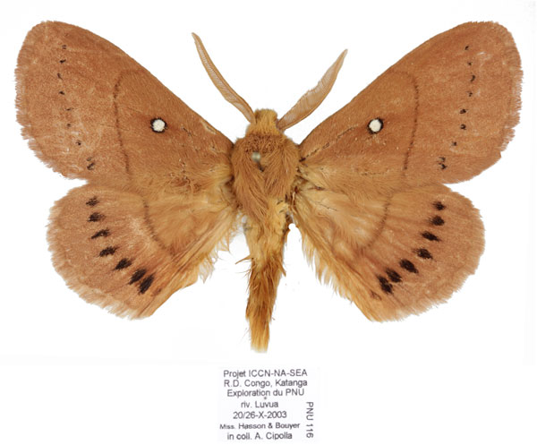 /filer/webapps/moths/media/images/M/melambela_Philotherma_AM_Cipollaa.jpg