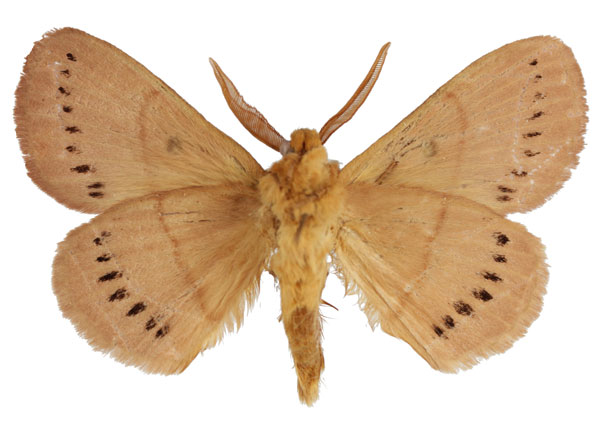 /filer/webapps/moths/media/images/M/melambela_Philotherma_AM_Cipollab.jpg