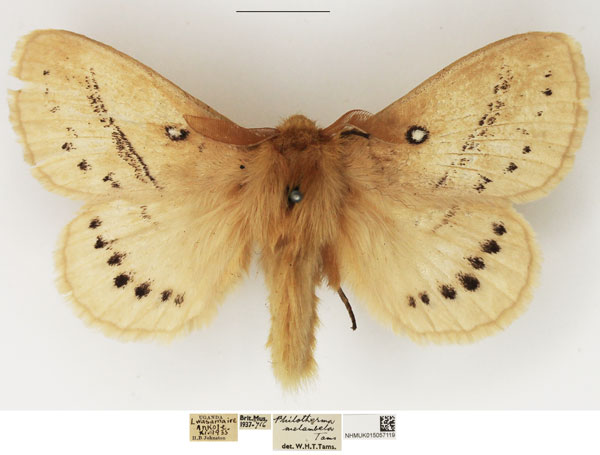 /filer/webapps/moths/media/images/M/melambela_Philotherma_AM_NHMUK_01.jpg