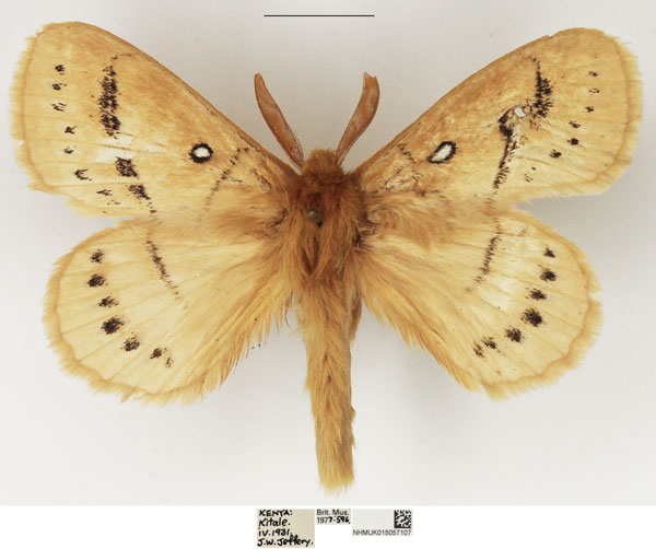 /filer/webapps/moths/media/images/M/melambela_Philotherma_AM_NHMUK_02.jpg