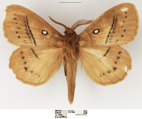 /filer/webapps/moths/media/images/M/melambela_Philotherma_AM_NHMUK_03.jpg