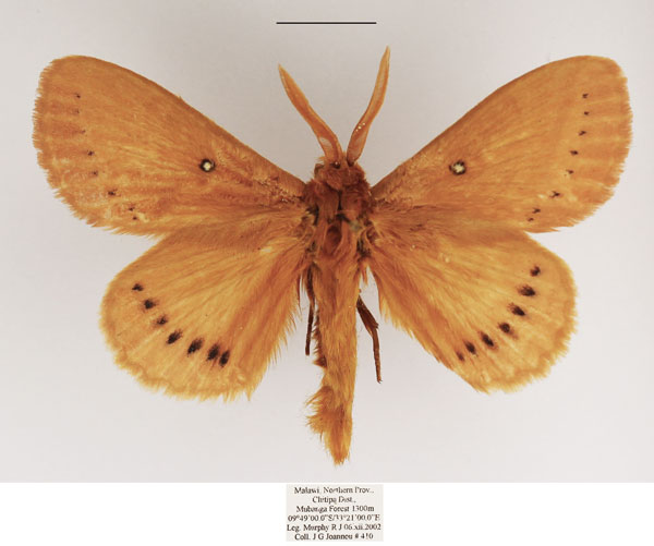 /filer/webapps/moths/media/images/M/melambela_Philotherma_AM_TMSA.jpg