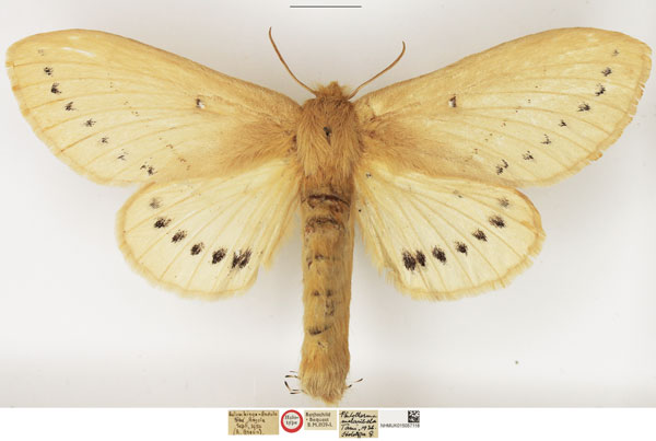 /filer/webapps/moths/media/images/M/melambela_Philotherma_HT_NHMUK.jpg
