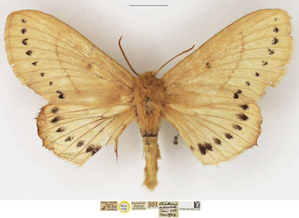 /filer/webapps/moths/media/images/M/melambela_Philotherma_PTF_NHMUK.jpg